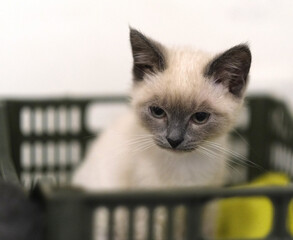 Small Siamese kitten stands isolated on white background