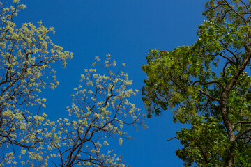 leaves against blue sky