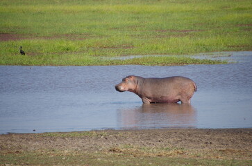 Hippopotamus in the Katavi park in Tanzania, East Africa