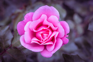 pink rose flower