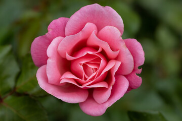 pink rose