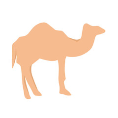 Camel illustration animal