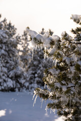 Vertical photo. Icicles on fir tree branch. Sunset. copy space.