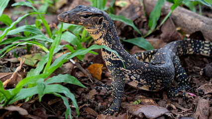 A beautiful varanus in Lumpini Park in Bangkok, the capital of Thailand