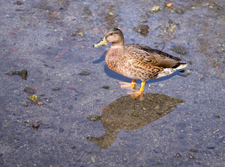 Male Mallard Duck Standing in Shallow Water.
