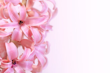 Greeting card with gently pink hyacinth flowers on white background. March 8 Women's Day. Mother's...