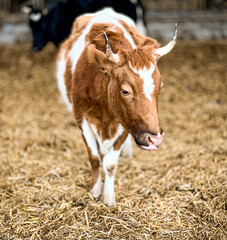 cow on the farm