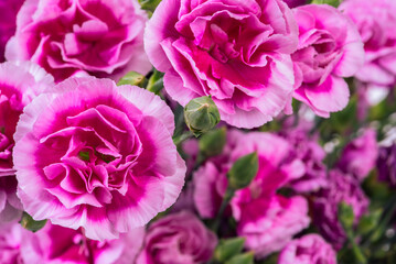 Fototapeta premium Red carnations bouquet close-up