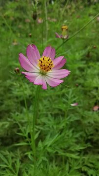 cosmos flower or ulam raja or kenikir the leaf is know as an edible plant in indonesia