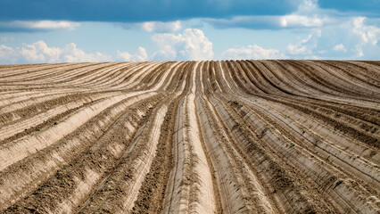 An agricultural potato field. Ploughed fields go over the horizon