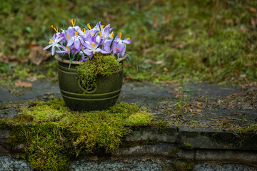 wiosenna kompozycja kwiatowa w rustykalnej doniczce Dekoracja wielkanocna - pierwsze wiosenne...
