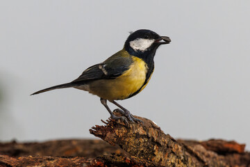 Great tit (Parus major). Bird with a sunflower seed in its beak.