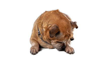 dog isolated, png file