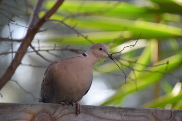 pigeon