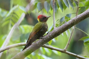 Lesser yellownape, woodpecker, Picus chlorolophus, close up, Sri Lanka