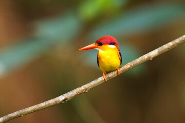 The oriental dwarf kingfisher (Ceyx erithaca), also known as the black-backed kingfisher or three-toed kingfisher, on the branch, closeup