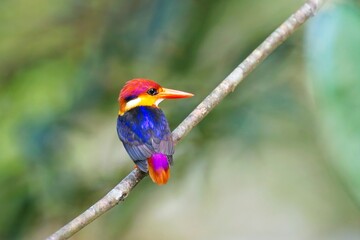 The oriental dwarf kingfisher (Ceyx erithaca), also known as the black-backed kingfisher or three-toed kingfisher, on the branch, closeup