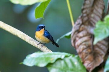 Tickell's blue flycatcher (Cyornis tickelliae) is a small passerine bird in the flycatcher family. This is an insectivorous species which breeds in tropical Asia