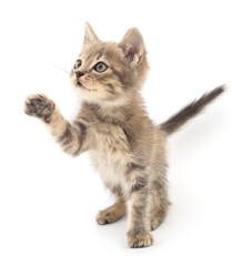 Kitten on white background.