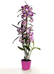 Fototapeta na wymiar pink orchid Dendrobium nobile in purple ceramic pot isolated