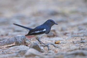 Oriental Magpie-Robin - Copsychus saularis small passerine bird that was formerly classed as a member of the thrush family Turdidae, but now considered an Old World flycatcher
