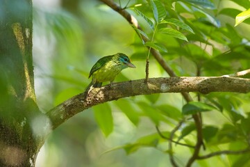 Fototapeta premium Yellow-fronted Barbet, Psilopogon flavifrons, vousák žlutočelý, beautiful colored barbet from Sinharaja forest of Sri Lanka.