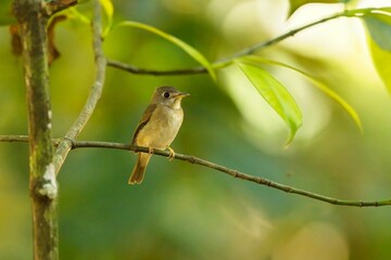 Brown-breasted Flycatcher (Muscicapa muttui), is perched on the branch nice natural environment of wildlife in Srí Lanka or Ceylon