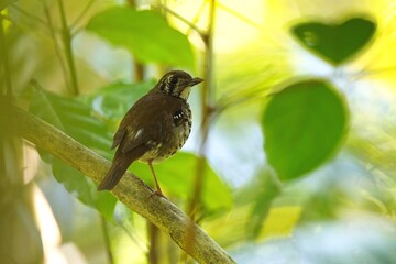 The spot-winged thrush, (Geokichla spiloptera), is an Asian thrush, a group within the large thrush family Turdidae.
