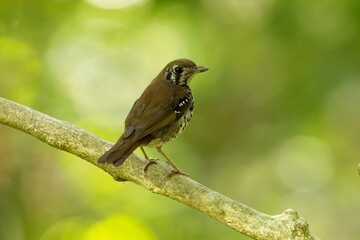 The spot-winged thrush, (Geokichla spiloptera), is an Asian thrush, a group within the large thrush family Turdidae.