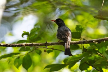  Black Bulbul (Hypsipetes leucocephalus) sits on little stick, Thailand.
