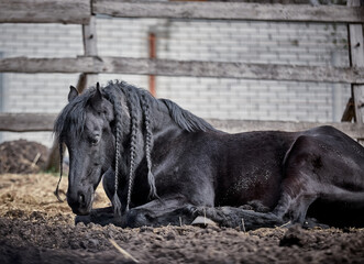A beautiful Frisian stallion with a long mane lies in a paddock - 575414929