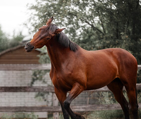 A beautiful bay horse walks in a paddock - 575414948
