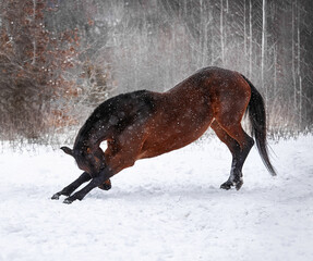 A beautiful bay horse does tricks in the winter in the snow - 575414952