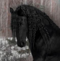 Beautiful Frisian stallion with a long mane - 575414956