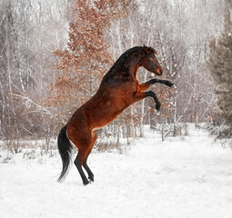 A beautiful bay horse does tricks in the winter in the snow - 575414972