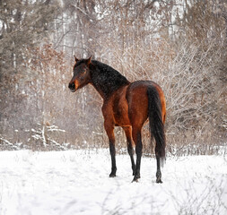 Beautiful bay horse in winter in the snow