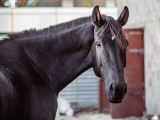 Portrait of a beautiful black horse - 575414998