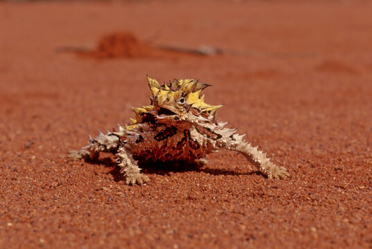 Thorny devil