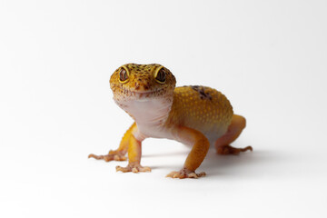Leopard Gecko on a white background.