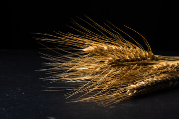 Wheat ears detail. Cereals for backery, flour production