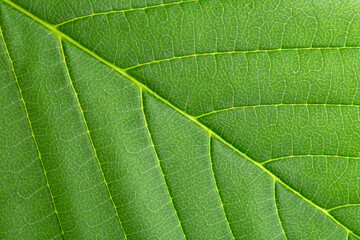 Fototapeta na wymiar Floral background. Green leaf close up.
