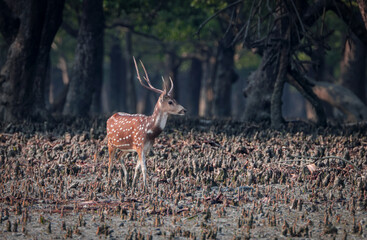 Wild chital, also known as spotted deer, chital deer, and axis deer, is a deer species native to...