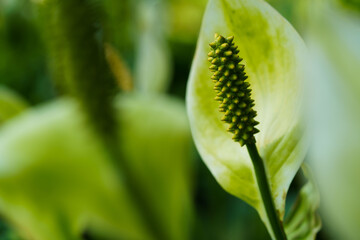 White flower on blur background with copy space. Close up, soft and selective focus on spadix. Spathiphyllum wallisii, commonly known as peace lily, white sails, or spathe flower.