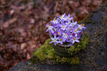 wiosenna kompozycja kwiatowa w rustykalnej doniczce Dekoracja wielkanocna - pierwsze wiosenne kwiaty krokusy