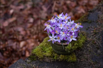 Foto auf Glas wiosenna kompozycja kwiatowa w rustykalnej doniczce Dekoracja wielkanocna - pierwsze wiosenne kwiaty krokusy © meegi