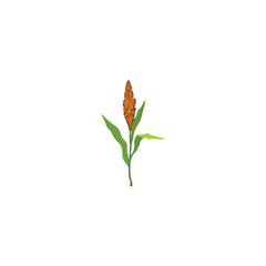 Sorghum flowering plants.  Grain sorghum. Sorghum plants with brown. Vector illustration isolated on white background. For template label, packing, web, menu, logo, textile, icon