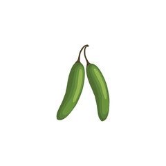 Serrano. Green serrano chill peppers. Chile serrano or serrano chilis. Vector illustration isolated on white background. For template label, packing, web, menu, logo, textile, icon