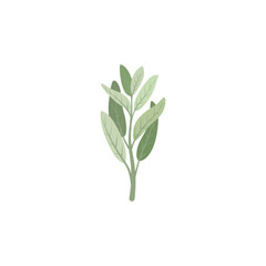 Sage. Sage branch and leaves.
 Vector illustration isolated on white background. For template label, packing, web, menu, logo, textile, icon