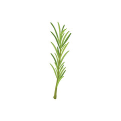 Rosemary. Sprig of green rosemary. Fresh herb used in culinary. 
Vector illustration isolated on white background. For template label, packing, web, menu, logo, textile, icon