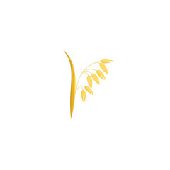 Oats. Wheat ears spikelets with grains. Vector illustration isolated on white background. For template label, packing, web, menu, logo, textile, icon